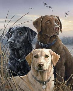 PAINT BY NUMBERS 40x50CM - LABRADOR TRIO