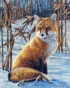 PAINT BY NUMBERS 40x50CM - FOX IN THE SNOW