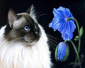 PAINT BY NUMBERS 40x50CM - CAT AND BLUE FLOWER
