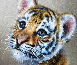 DIAMOND PAINTING 40x50CM - BABY TIGER