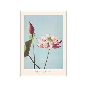 OGAWA KAZUMASA - LOTUS FLOWER - 50X70CM